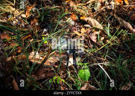 Attrezzature spruzzatore d'acqua portatile in plastica o utensili acqua irrigazione springer sul pavimento dell'erba nel parco all'aperto e giardino di giardinaggio nel campo di prato in Foto Stock