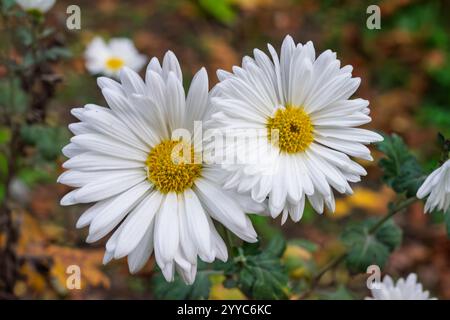 Due vivaci margherite bianche con centri gialli si stagliano tra foglie verdi in un lussureggiante giardino. La scena cattura la freschezza della primavera, evidenziando Foto Stock
