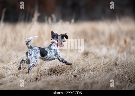 Un piccolo Munsterlander Bird Dog fuori a caccia Foto Stock