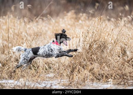 Un piccolo Munsterlander Bird Dog fuori a caccia Foto Stock