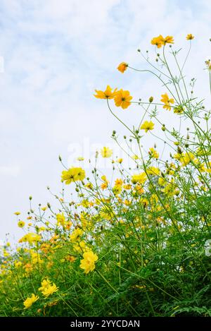 Fiore giallo cosmico (Cosmos sulfureus) che cresce nel giardino Foto Stock