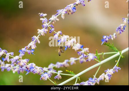 Le api volano accanto a un fiore di lavanda blu per raccogliere il polline Foto Stock