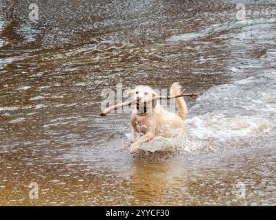 Cane che recupera un bastone da un lago Foto Stock