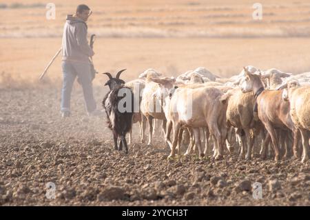 Migrazioni stagionali del bestiame in Bardenas Reales de Navarra. La Navarra. Spagna. Europa Foto Stock