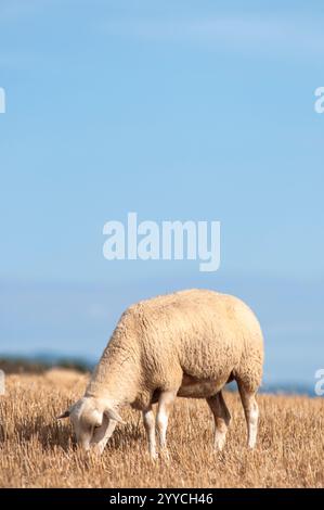 Migrazioni stagionali del bestiame in Bardenas Reales de Navarra. La Navarra. Spagna. Europa Foto Stock