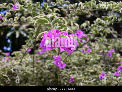 Vista dei falsi fiori viola e dei veri fiori bianchi che fioriscono su un ramoscello di bouganville in un giardino Foto Stock