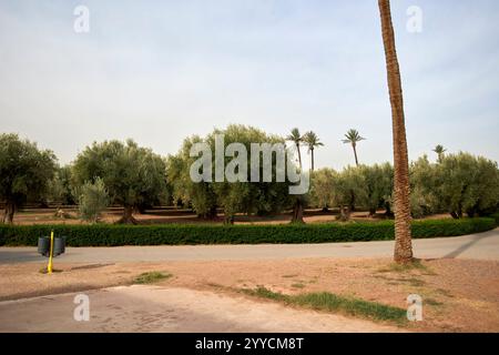 oliveti nei giardini di menara, marrakech, marocco Foto Stock