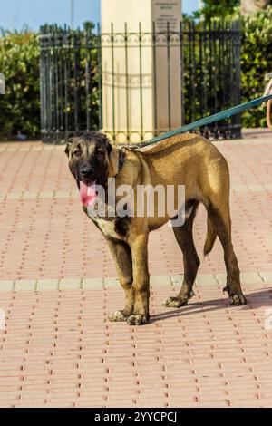 Grande cane in piedi sul marciapiede con guinzaglio durante la passeggiata all'aperto Foto Stock