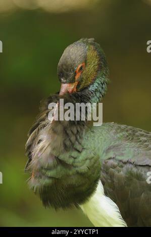 La cicogna nera si presta nel verde, le sue piume risplendono in varie sfumature di marrone e verde, la cicogna nera (Ciconia nigra), bavarese Foto Stock