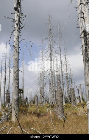 Alti alberi morti di fronte a un cielo buio e nuvoloso, Lusen, Parco Nazionale della Foresta Bavarese, Baviera Foto Stock