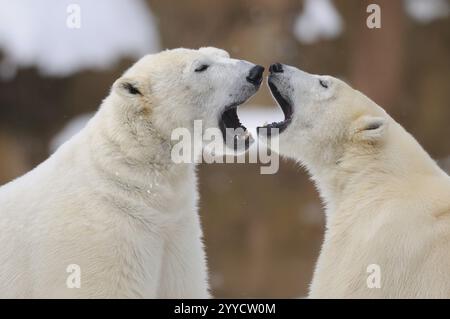 Due orsi polari uno di fronte all'altro con la bocca spalancata in un chiaro incontro, orso polare (Ursus maritimus), prigioniero Foto Stock