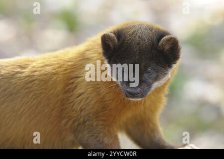 Martora dall'aspetto curioso in ambiente naturale, martora colorata (Martes flavigula), prigioniera, Germania, Europa Foto Stock