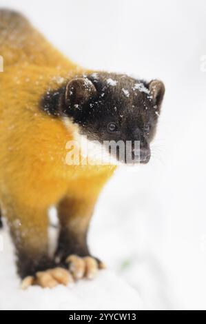 Una martora con fiocchi di neve nel suo pelo in un ambiente invernale, martora colorata (Martes flavigula), prigioniera, Germania, Europa Foto Stock