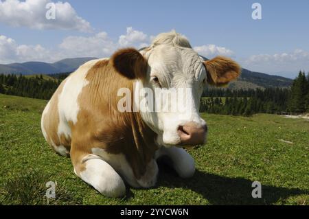 Mucca adagiata su un pascolo verde di fronte a un paesaggio montano e cielo azzurro, bestiame domestico (Bos taurus), Stiria Foto Stock
