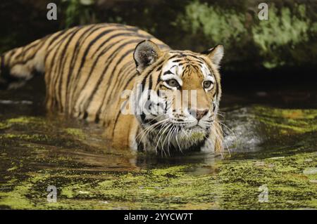 Tigre in acqua, concentrata e tesa, tigre siberiana (Panthera tigris altaica), prigioniera, occorrenza Russia, Corea del Nord e Cina Foto Stock