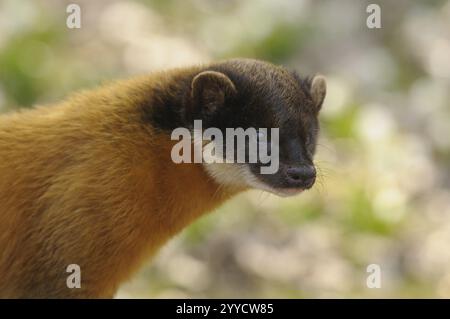 Una martora con pelliccia gialla in natura, martora colorata (Martes flavigula), prigioniera, Germania, Europa Foto Stock