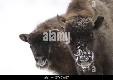 Due bisonti, un adulto e un bambino, in piedi sulla neve, ricoperti di gelo, bisonti (Bos bonasus), parco nazionale della foresta bavarese, Baviera Foto Stock