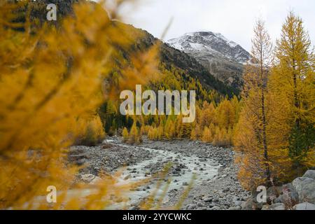 Ruscello di montagna incorniciato da larici dorati in autunno. Sullo sfondo il ghiacciaio Palü a Graubünden vicino a Alpgrüm Foto Stock