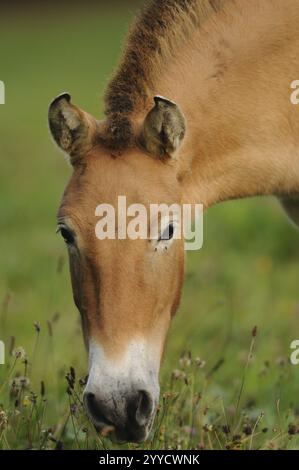 Ritratto di un cavallo bruno su un prato verde, pascolo tranquillo, cavallo di Przewalski (Equus ferus przewalskii), Parco Nazionale della Foresta Bavarese Foto Stock