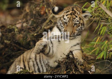 Un cucciolo di tigre che gioca con un ramo, circondato da materiali naturali, la tigre siberiana (Panthera tigris altaica), prigioniera, che si trova in Russia, North Kore Foto Stock