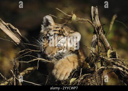 Un cucciolo di tigre che gioca tra i rami e le foglie in un ambiente autunnale, la tigre siberiana (Panthera tigris altaica), prigioniera, che si trova in Russia, Ko settentrionale Foto Stock