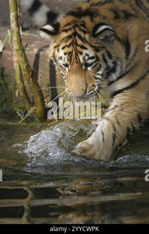 Una tigre gioca con la sua zampa sull'acqua e crea piccole onde, tigre siberiana (Panthera tigris altaica), prigioniera, occorrenza Russia, Corea del Nord e Foto Stock