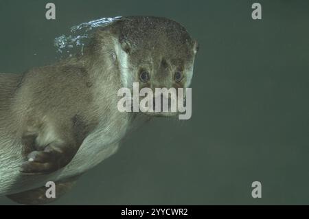 Una lontra che nuota sott'acqua, lontra (Lutra lutra), Baviera Foto Stock