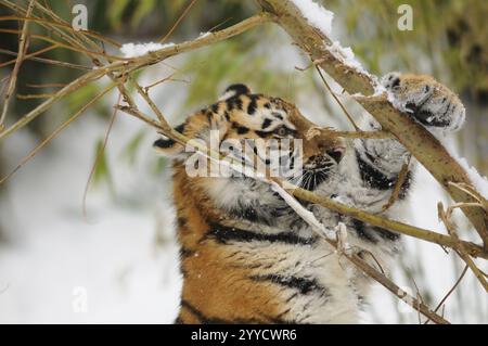 Un cucciolo di tigre che gioca con i rami in una foresta innevata, una tigre siberiana (Panthera tigris altaica), prigioniera, ricorrenza Russia, Corea del Nord e Cina Foto Stock