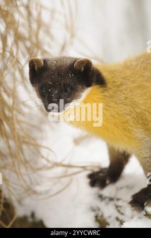 Una martora dall'aspetto attento nella neve, martora colorata (Martes flavigula), prigioniera, Germania, Europa Foto Stock