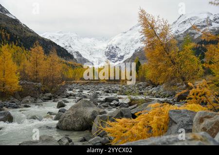 Ruscello di montagna incorniciato da larici dorati in autunno. Sullo sfondo il ghiacciaio Palü a Graubünden vicino a Alpgrüm Foto Stock