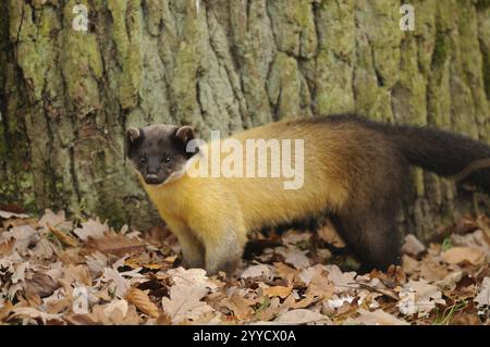 Una martora con pelliccia gialla si trova nella foresta di fronte a un tronco di albero nel fogliame autunnale, martora colorata (Martes flavigula), prigioniera, Germania, Europa Foto Stock