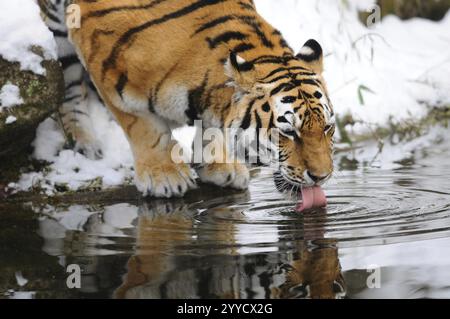 Una tigre si piega verso l'acqua e beve da uno stagno della foresta nella neve, una tigre siberiana (Panthera tigris altaica), prigioniera, occorrenza Russia, nord Foto Stock