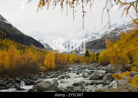 Ruscello di montagna incorniciato da larici dorati in autunno. Sullo sfondo il ghiacciaio Palü a Graubünden vicino a Alpgrüm Foto Stock