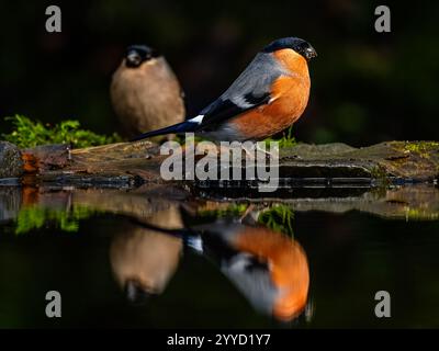 Bullfinch femminile e maschile in una piscina riflettente alla fine dell'autunno nel Galles centrale Foto Stock