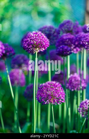 Splendido sfondo naturale, aglio ornamentale rosa e viola nel giardino Foto Stock