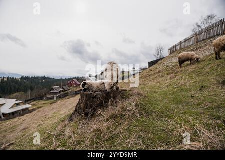 Tranquillo paesaggio rurale con pecore al pascolo su una collina. Foto Stock