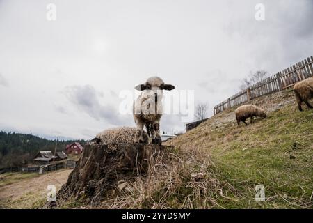 Agnello giocoso in piedi su un guscio in un paesaggio pastorale. Foto Stock