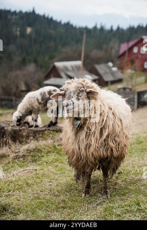 Una scena rustica di pecore che pascolano in un paesaggio montagnoso. Foto Stock