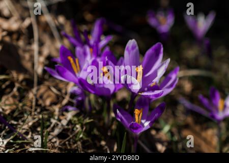 Vivaci crocchi viola che sbocciano in mezzo a uno sfondo terroso. Foto Stock