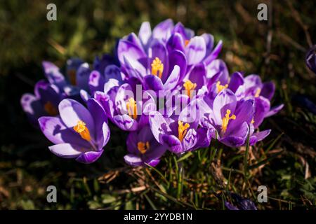 Un vivace gruppo di crochi viola che sbocciano nel sole primaverile. Foto Stock