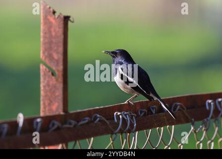 Il robbin orientale del maggie-robbin è un piccolo uccello passerino. Foto Stock