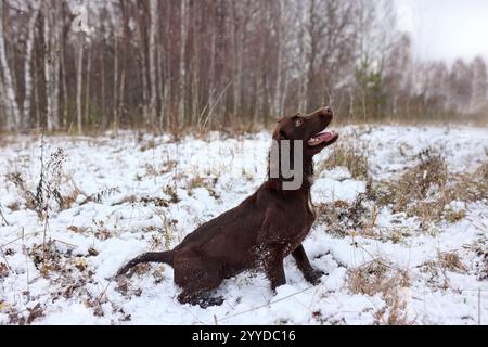 Un cane da caccia bruno seduto attentamente in inverno. Sessione di allenamento all'aperto in un campo innevato Foto Stock