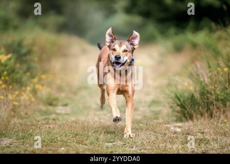 Cane rumeno Street Rescue nel Regno Unito in estate divertendosi Foto Stock