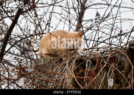 Ritratto di un gatto da strada solitario a righe rosse con destino duro e graffi sulla museruola. Il gattino con i capelli rossi si siede e posa Foto Stock