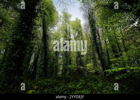 Lussureggiante foresta verde con alberi torreggianti e abbondante vegetazione sotto un cielo nuvoloso. Foto Stock