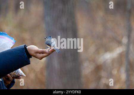 Donna adulta che nutre un tittopo tufted dalla sua mano Foto Stock
