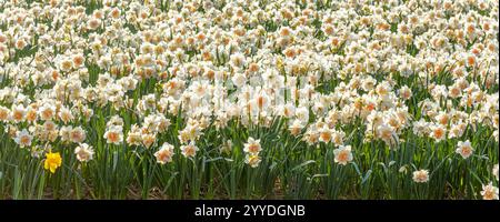 Un campo pieno di narcisi in vista panoramica Foto Stock