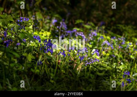 Raggio di luce solare su campanelli a Priors Wood, Portbury, Bristol, Regno Unito in primavera con profondità di campo ridotta Foto Stock