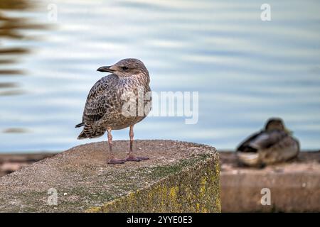Giovane gabbiano con la spalla nera, in piedi su palo di cemento presso il lago Chew Valley, Somerset, con increspature nell'acqua dietro di esso e anatra più piccola Foto Stock