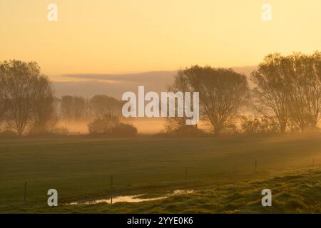 Alba vicino a Westhay sul Somerset Levels, Regno Unito, con nebbia e raggi del sole che brillano attraverso gli alberi nell'ora d'oro Foto Stock